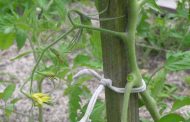 How to Tie Tomatoes
