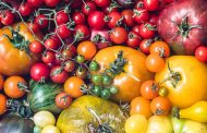 Medicinal Tomatoes Are Grown in Cherkasy Region