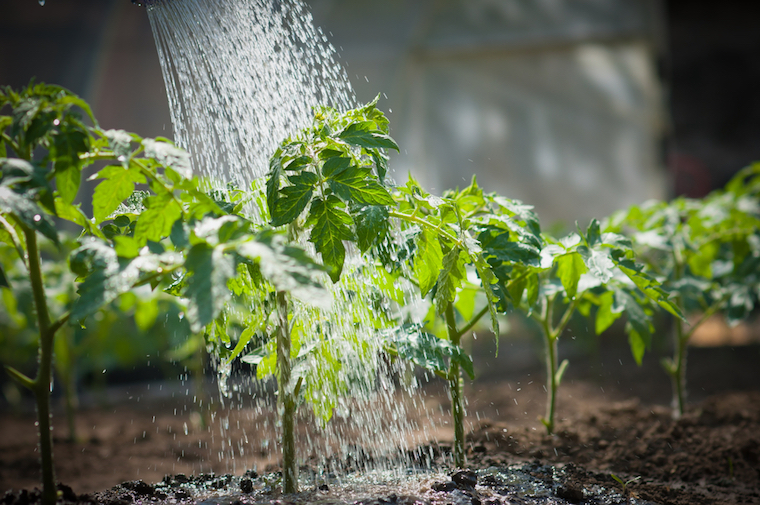 Mistakes During Watering the Tomatoes