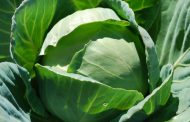 Mistakes When Growing Cabbage, Which Leads to Crop Loss