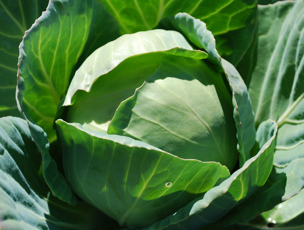 Mistakes When Growing Cabbage, Which Leads to Crop Loss