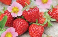 Organic Fertilizer for Large and Sweet Strawberries