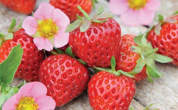 Strawberries Ukraine Gate