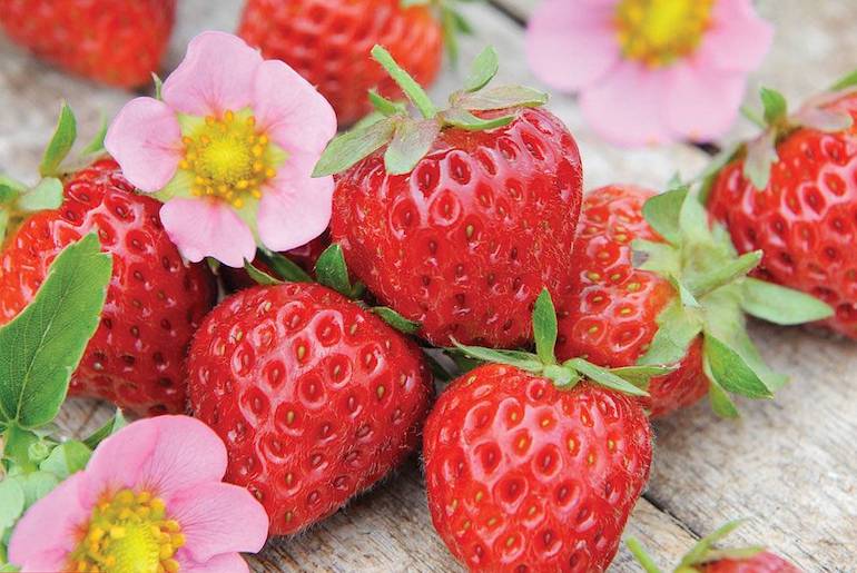 Organic Fertilizer for Large and Sweet Strawberries