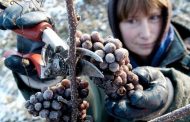 Saving Grapes That Froze in Winter
