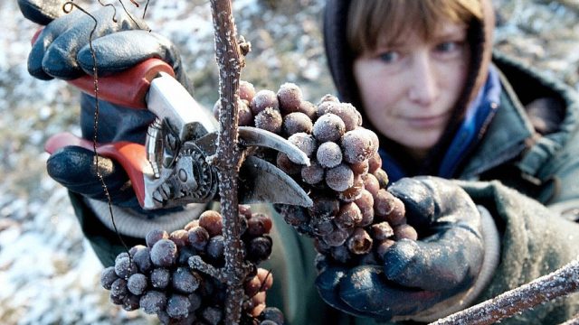 Saving Grapes That Froze in Winter