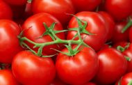 Scientists Develop a New Variety of Tomatoes