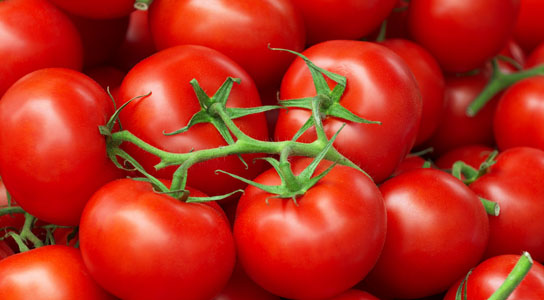 Scientists Develop a New Variety of Tomatoes