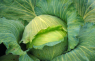 The Easiest Way to Protect Cabbage from Disease