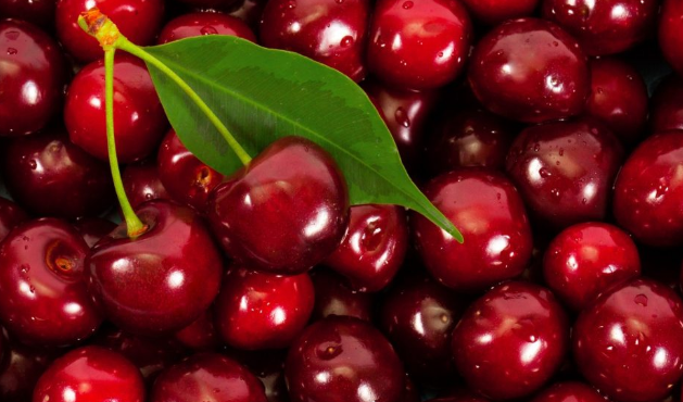 The Loss of Cherries Reaches 80% in Ukraine