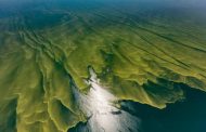 Toxic Algae Have Multiplied in the Baltic Sea Due to the Heat