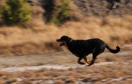 A Dog Caused a Passer-By to Be Hit by a Truck in Turkey