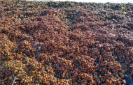 A Mass Migration of Suns on the Shores of the Dniester Estuary