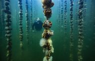 An Oyster Invasion Damaged an Olympic Facility in Tokyo