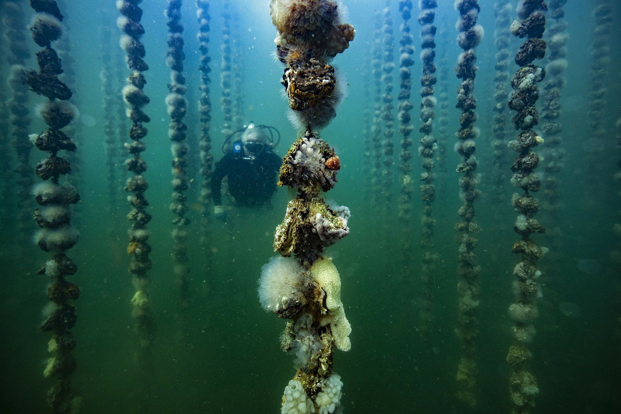 An Oyster Invasion Damaged an Olympic Facility in Tokyo