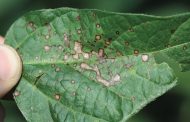 Effective Solutions to Control Mites in Soybean Crops