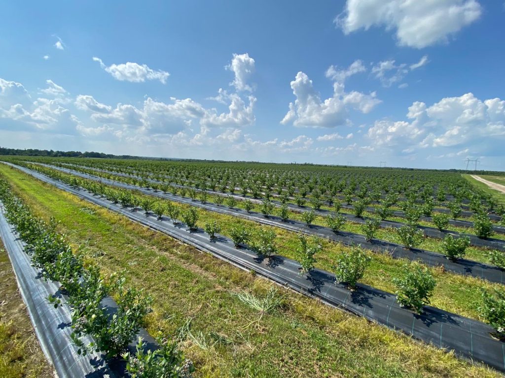 Farmers Are Developing Berry Growing in Zhytomyr