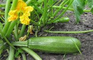 Feeding Zucchini During Fruit Formation