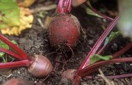 Feeding for Beets in July