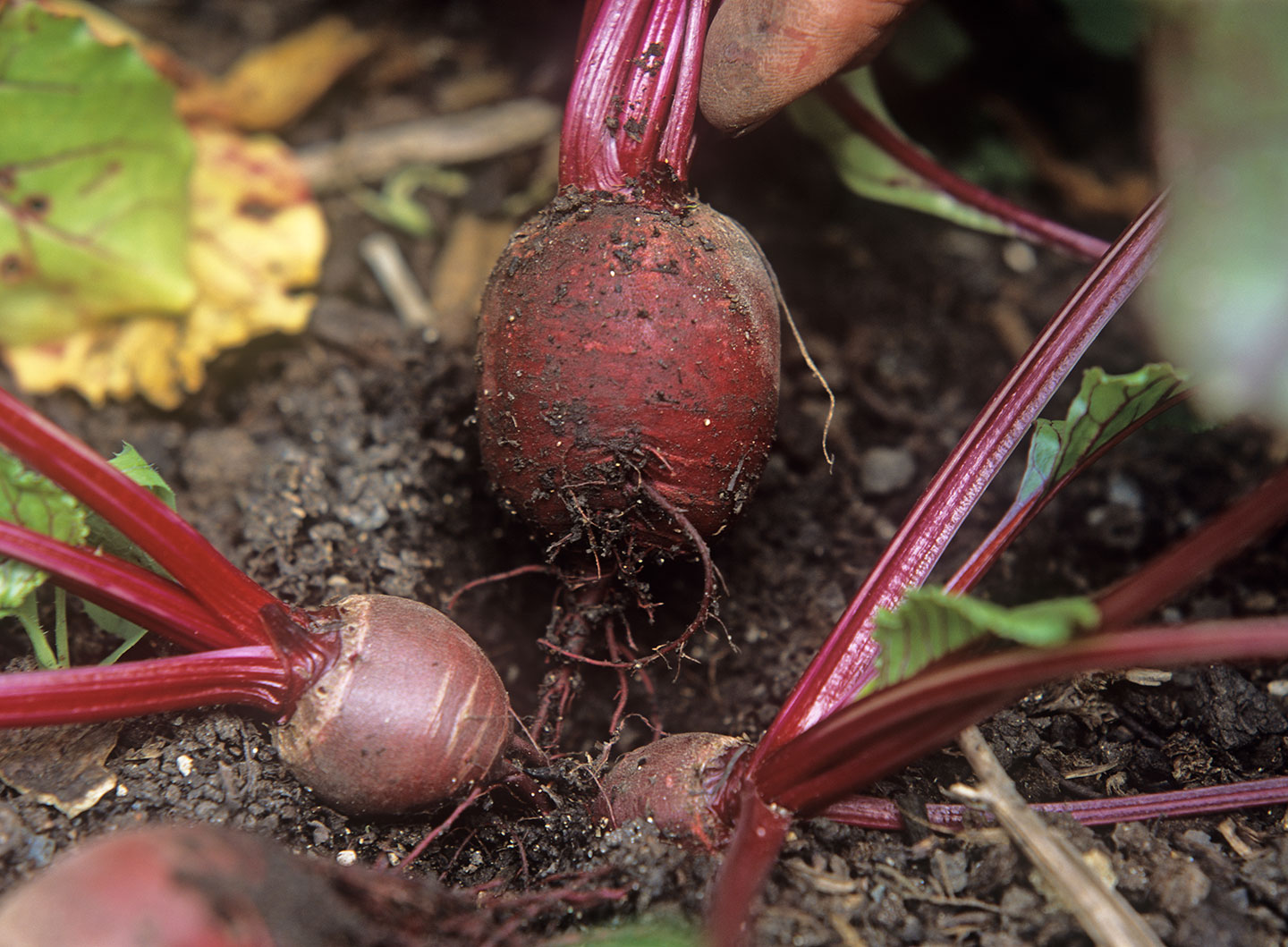 Feeding for Beets in July