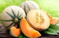 Growing New Varieties of Melons in the Kherson Region