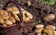 Help Potatoes to Survive the Heat With These Useful Tips