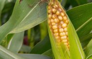 How to Control Corn Pests