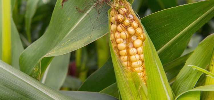 How to Control Corn Pests