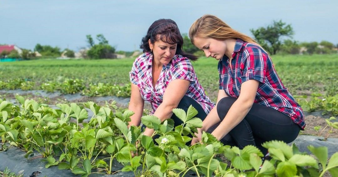 Land Reform Is a Bright Green Light for Ukrainian Farmers
