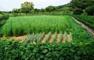 Launching a Program to Promote Organic Farming in Ukraine