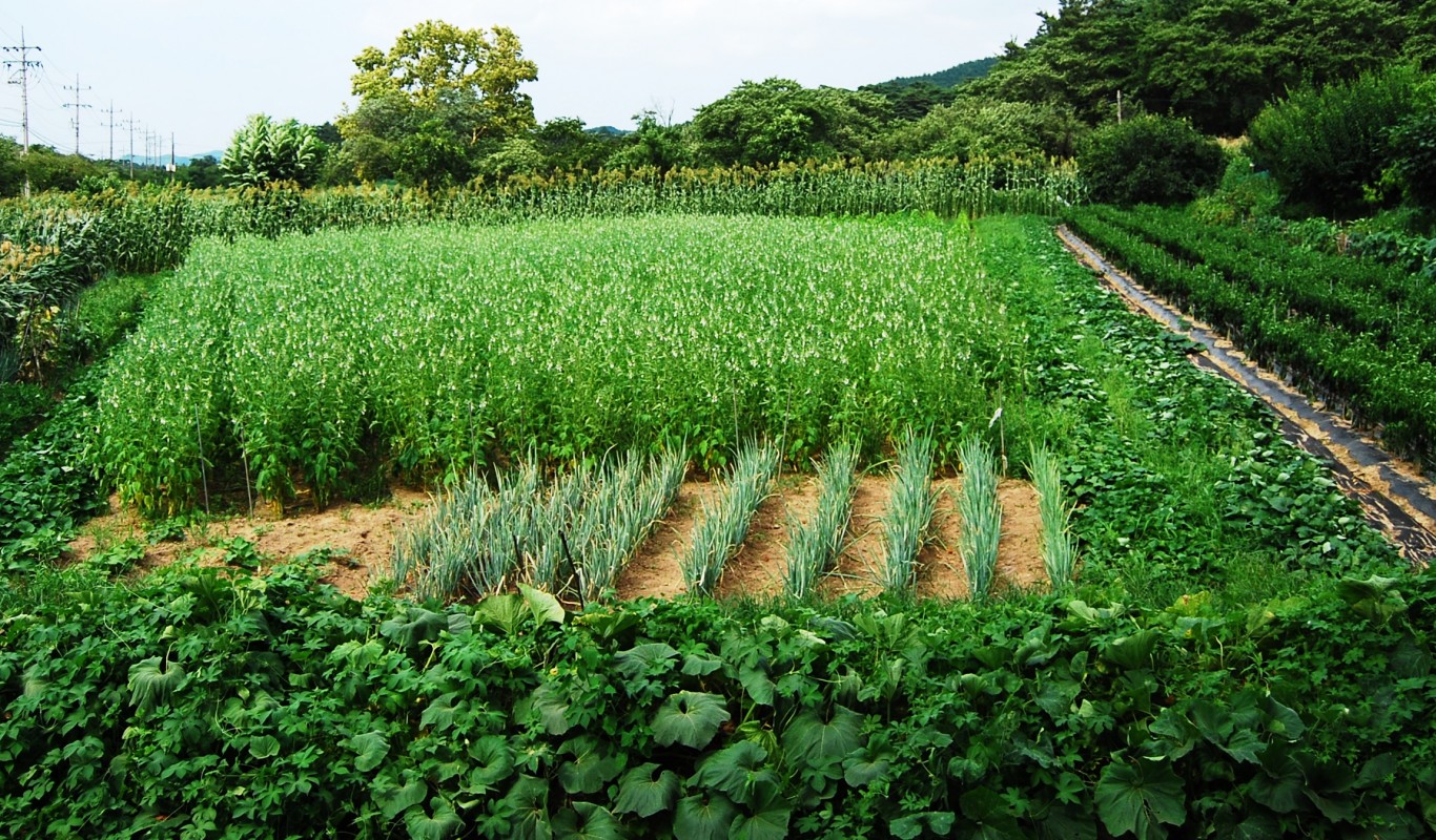 Launching a Program to Promote Organic Farming in Ukraine