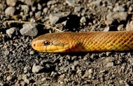 Poisonous Snakes Attacked Children in Prykarpattia