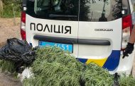 Several Cannabis Plantations Were Destroyed in the Zaporizhzhya Region