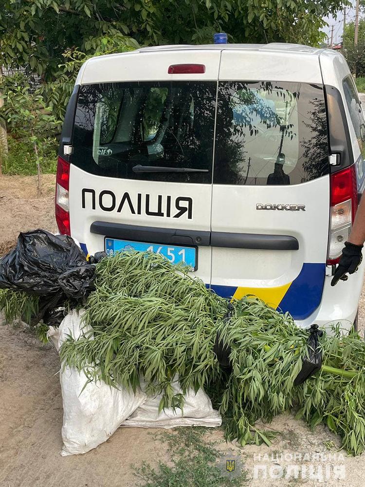 Several Cannabis Plantations Were Destroyed in the Zaporizhzhya Region
