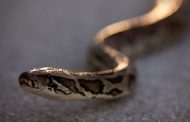 Snakes Crawl Into Houses in Occupied Luhansk