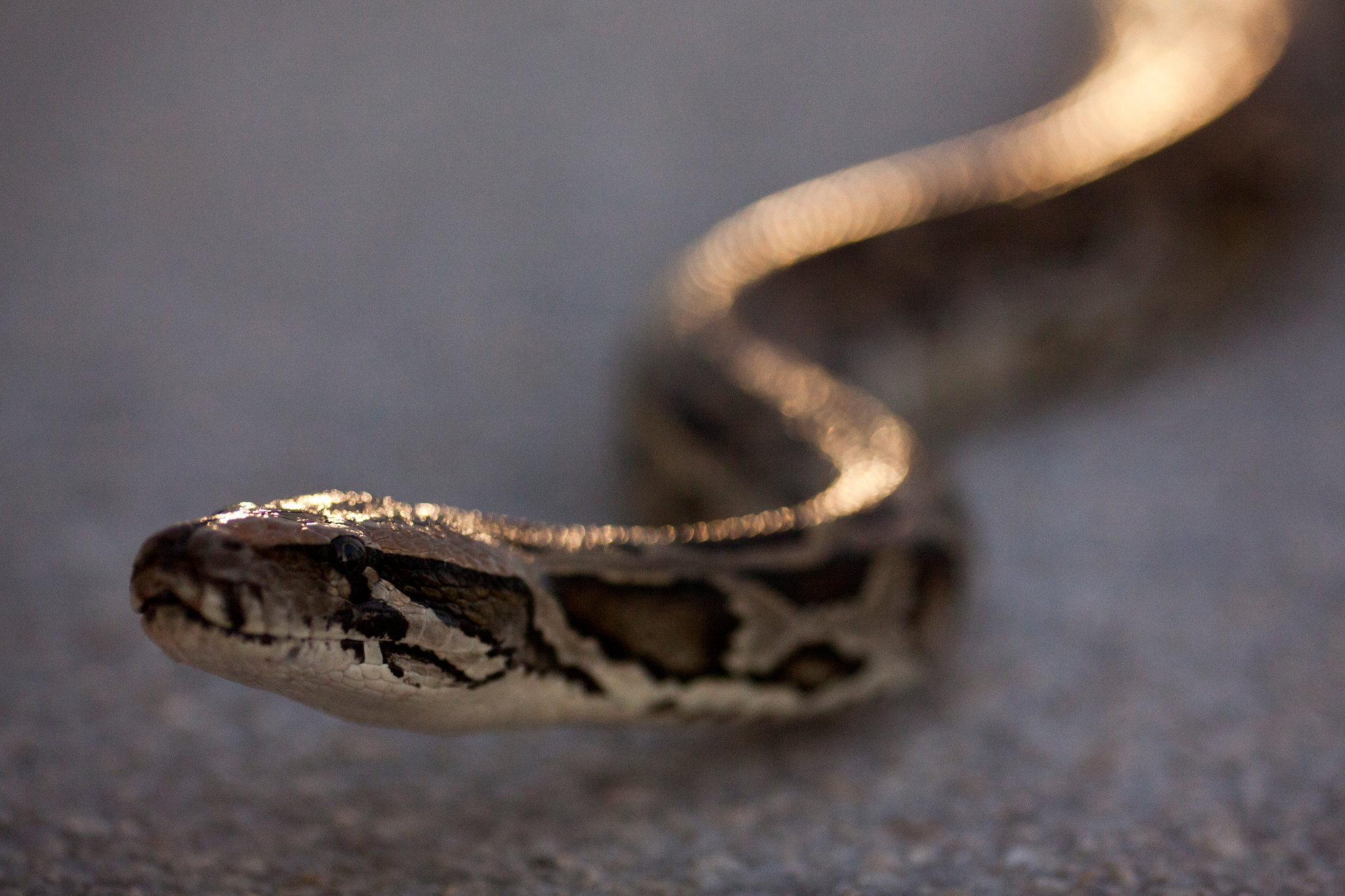 Snakes Crawl Into Houses in Occupied Luhansk