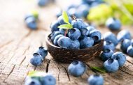 The Blueberry Picking Season Has Started in Volyn