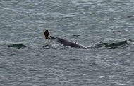 The Dolphin Hunting for Fish Delighted Vacationers on Dzharylhach