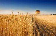 The Harvest Has Started in the Odesa Region