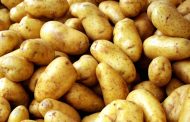 The Potato Harvest Is on the Verge of Failure in Ukraine
