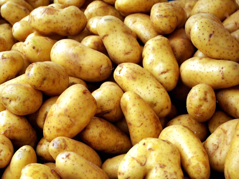The Potato Harvest Is on the Verge of Failure in Ukraine