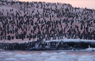 Thousands of Penguins Near the Akademik Vernadsky Station
