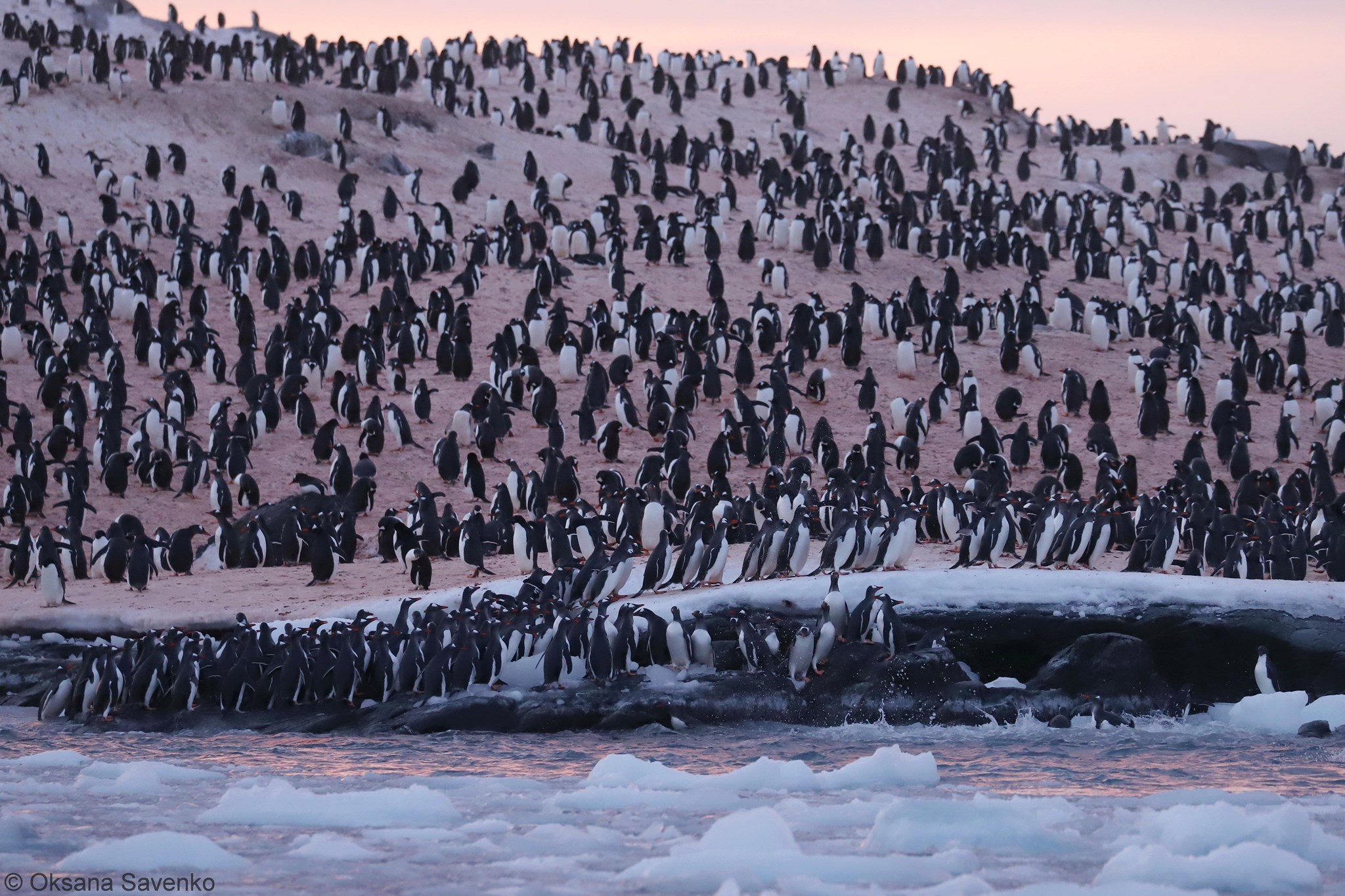 Thousands of Penguins Near the Akademik Vernadsky Station