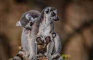 Tiny Twin Lemurs Were Born in an American Zoo