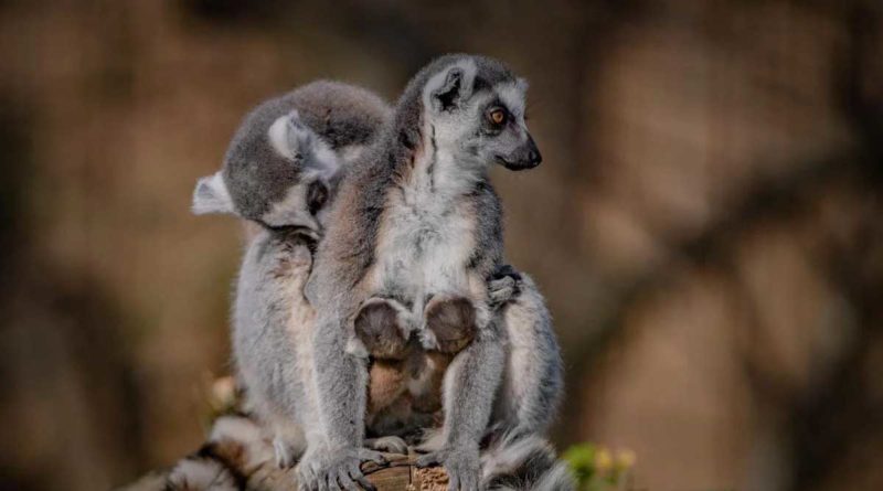 Tiny Twin Lemurs Were Born in an American Zoo