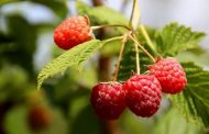 Ukraine Is in the Top 10 World Producers of Raspberries