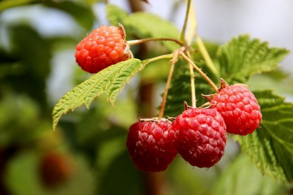 Ukraine Is in the Top 10 World Producers of Raspberries