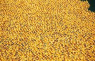 70 Thousand Rubber Ducks Were Thrown Into the River in Chicago