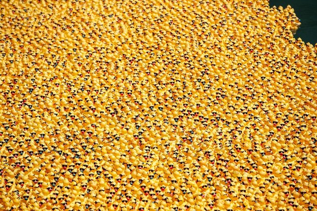 70 Thousand Rubber Ducks Were Thrown Into the River in Chicago