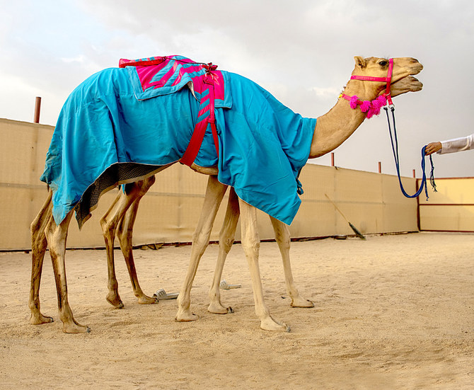 A Saudi Camels Owner Opens New Horizons at the Taif Festival!